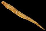 Fossil Shark (Hybodus) Dorsal Spine - Morocco #145376-2